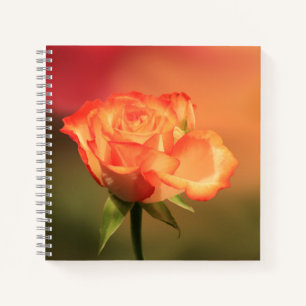 Beautiful Romantic Rose Photograph Notebook