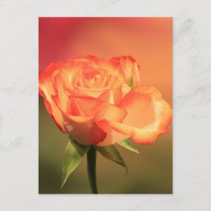 Beautiful Romantic Rose Photograph Postcard