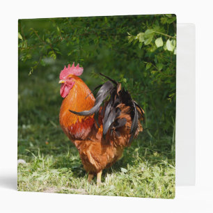 Beautiful Rooster 3 Ring Binder