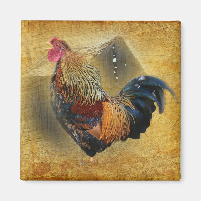 Beautiful Rooster and Rustic Barn Chicken Coop Magnet (Front)