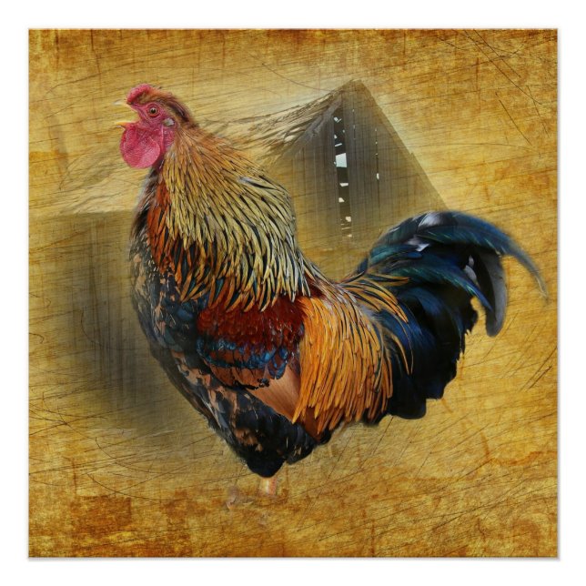 Beautiful Rooster and Rustic Barn Chicken Coop Poster (Front)