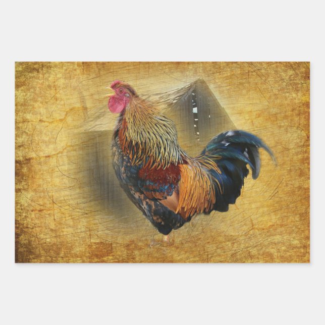 Beautiful Rooster and Rustic Barn Chicken Coop Wrapping Paper Sheets (Front)
