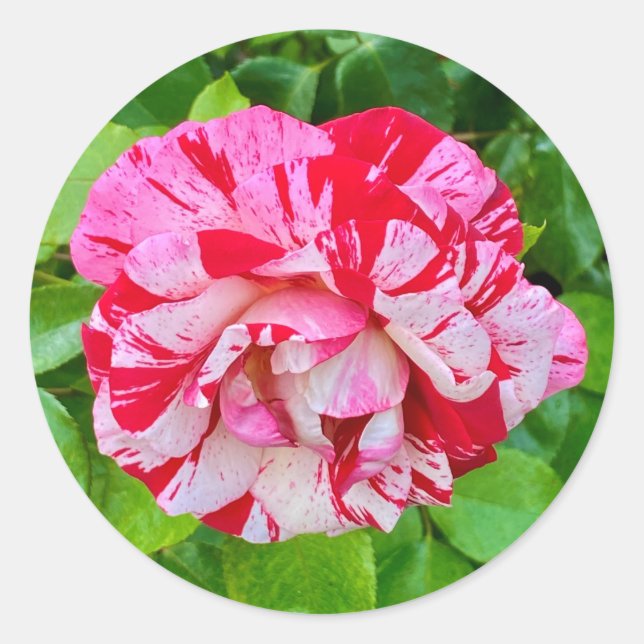 Beautiful Rose #2 Sticker (Front)
