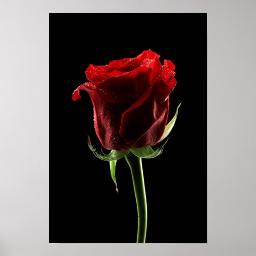 Beautiful Rose and Color Fabric Poster