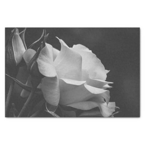 Beautiful Rose and Rosebud Black and White Floral Tissue Paper