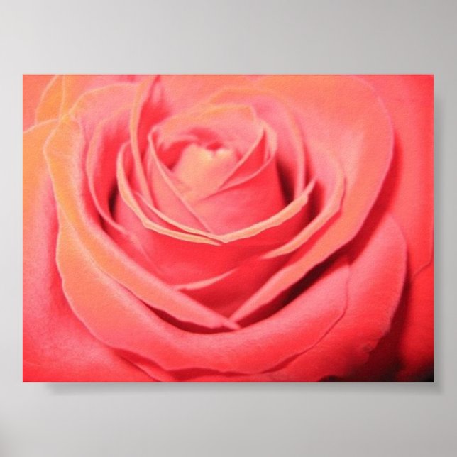 Beautiful Rose Canvas Poster (Front)