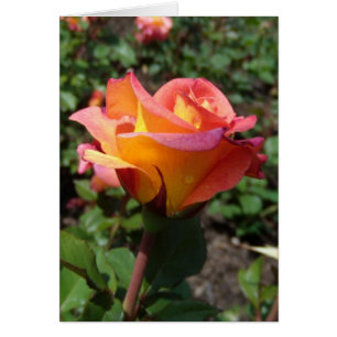 Beautiful Rose Cards