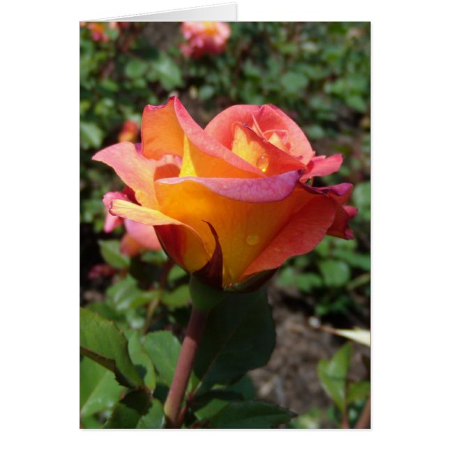 Beautiful Rose Cards (Front)