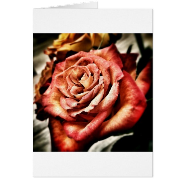 Beautiful Rose Cards (Front)