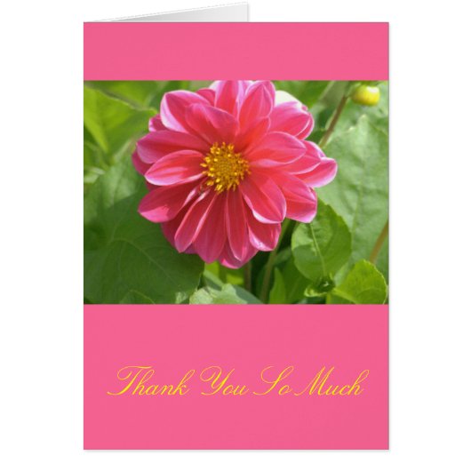 Beautiful Rose-Colored Dahlia Cards (Front)