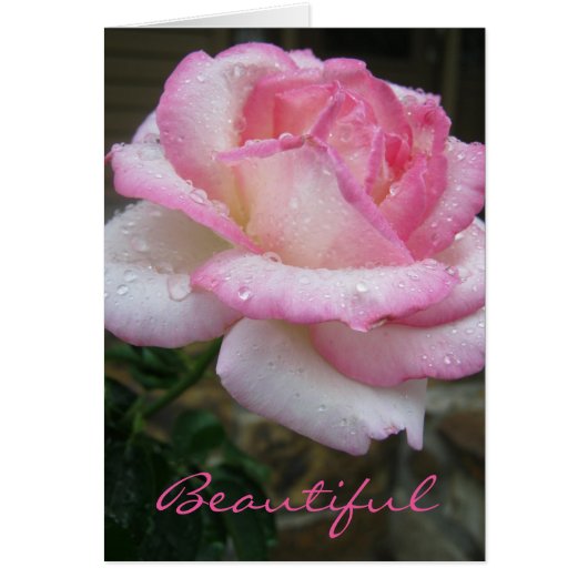 Beautiful Rose Ecclesiastes 3:11 Scripture Card (Front)
