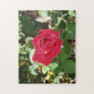 Beautiful Rose Jigsaw Puzzle
