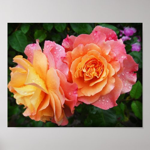 beautiful rose photo poster