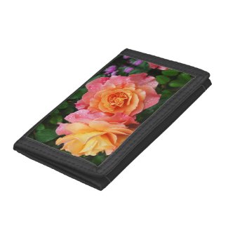 beautiful rose photo