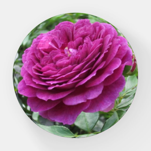 Beautiful Rose Round Paperweight (Front)