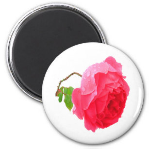 Beautiful rose with great pink colors and raindrop magnet