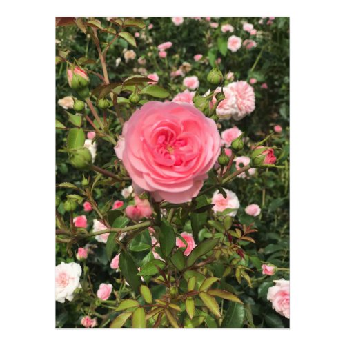 Beautiful Roses in Leipzig Germany Photo Print