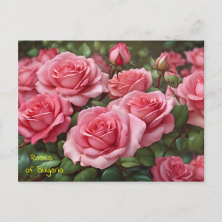 Beautiful Roses of Bulgaria Postcard