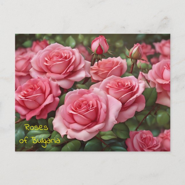 Beautiful Roses of Bulgaria Postcard  (Front)