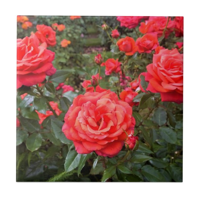 Beautiful Roses, Portland, Oregon Ceramic Tile (Front)