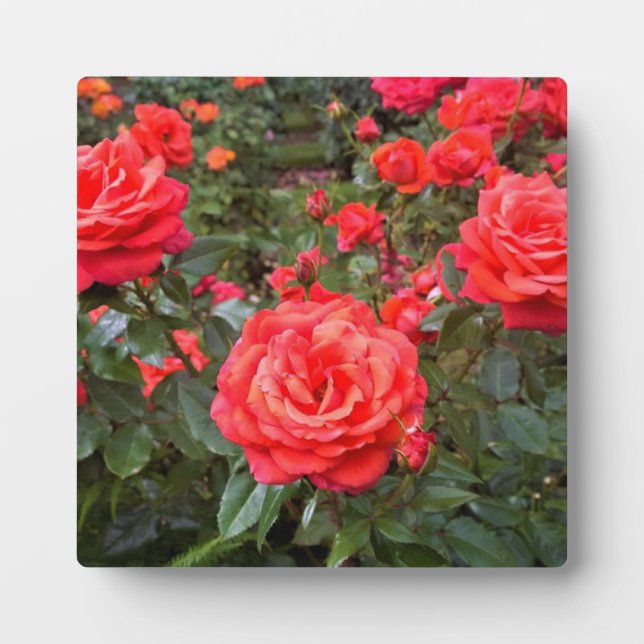 Beautiful Roses, Portland, Oregon Plaque (Front)