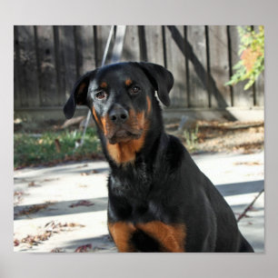 Beautiful Rottweiler Heidi Poster