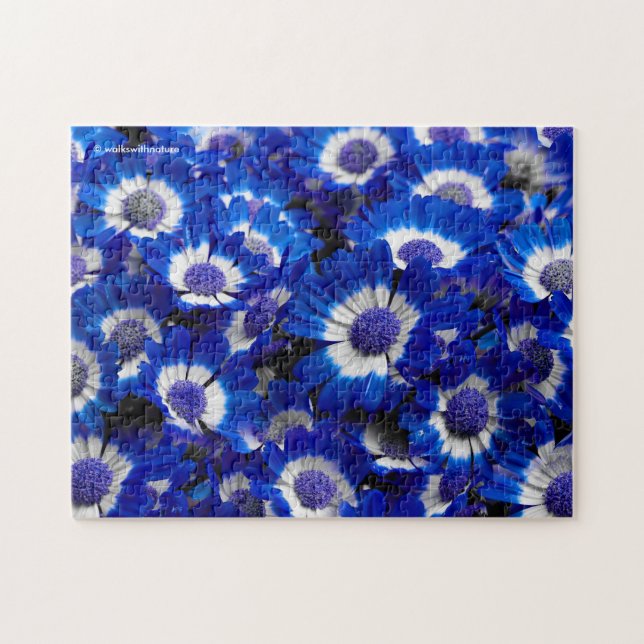 Beautiful Royal Blue Cineraria Flowers Jigsaw Puzzle (Horizontal)
