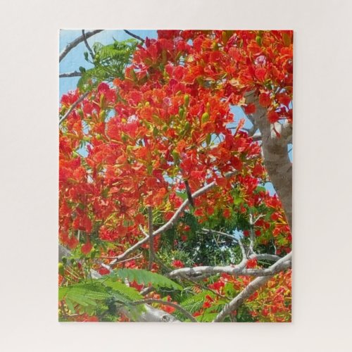 Beautiful Royal Poinciana Tree Jigsaw Puzzle