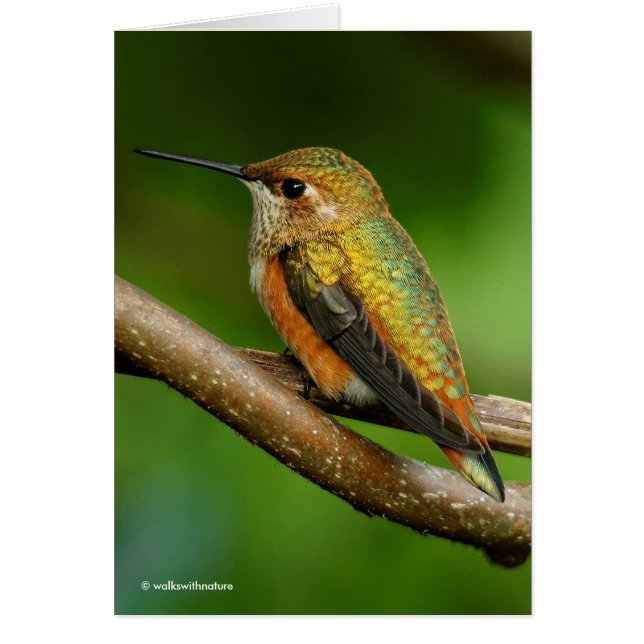 Beautiful Rufous Hummingbird on Twining Vines Cards (Front)