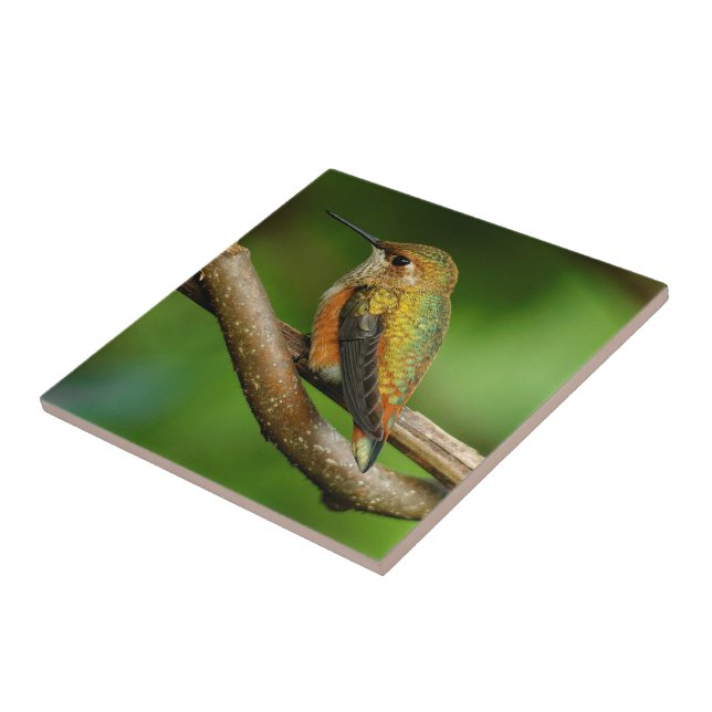 Beautiful Rufous Hummingbird on Twining Vines Ceramic Tile (Side)