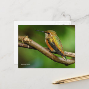 Beautiful Rufous Hummingbird on Twining Vines Postcard