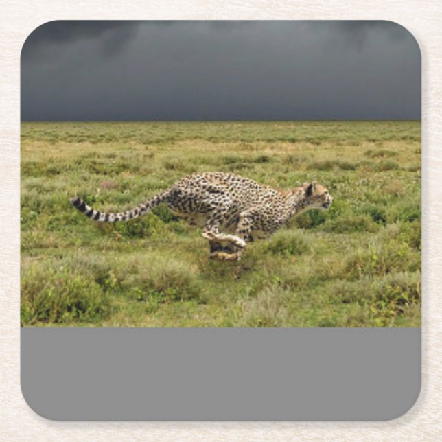 Beautiful Running Cheetah Coaster Set (Front)