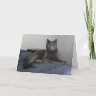 Beautiful Russian Blue Cat Greeting Card