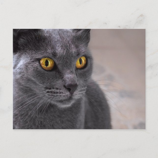 Beautiful russian blue cat with golden eyes postcard (Front)