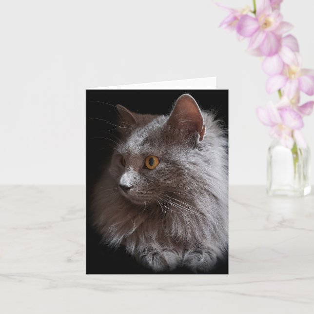 Beautiful Russian Blue Gray Cat Nebelung Blank Card (Orchid)