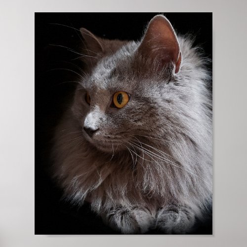 Beautiful Russian Blue Gray Cat Nebelung  Poster