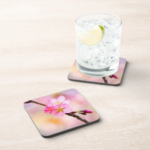 Beautiful Sakura Cherry Blossoms Beverage Coaster