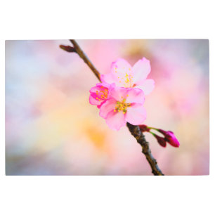 Beautiful Sakura Cherry Blossoms Metal Print