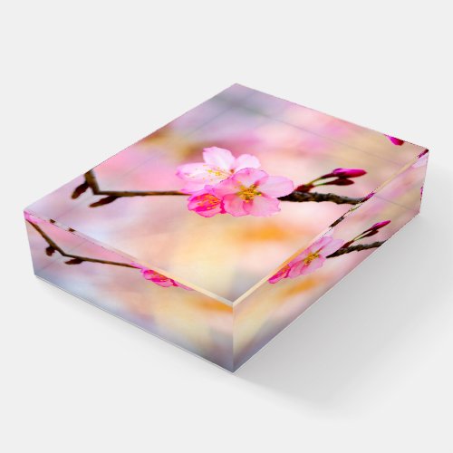 Beautiful Sakura Cherry Blossoms Paperweight