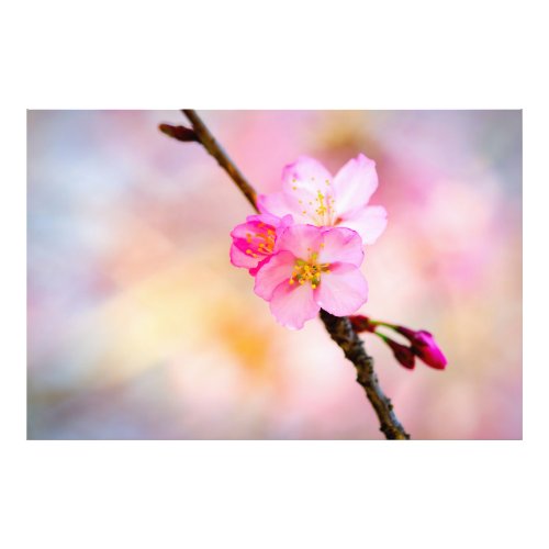 Beautiful Sakura Cherry Blossoms Photo Print