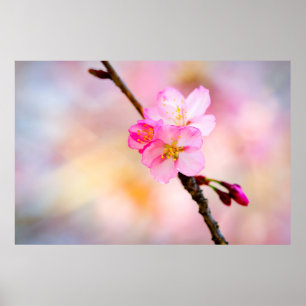 Beautiful Sakura Cherry Blossoms Poster