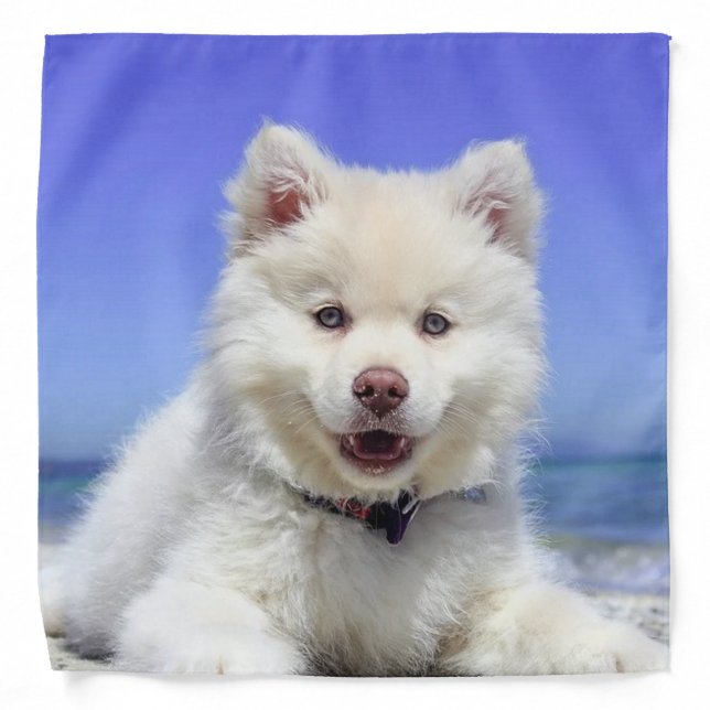 Beautiful Samoyed Dog Bandana (Front)
