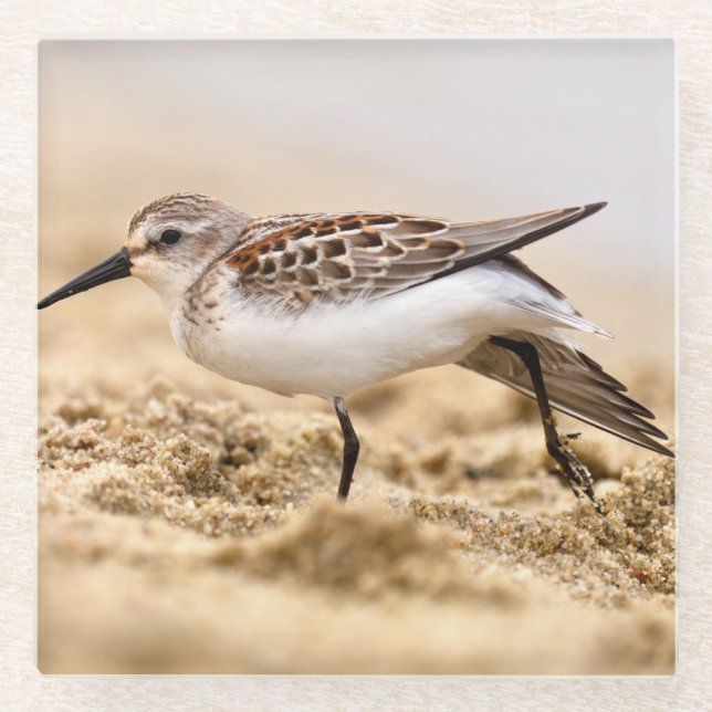 Beautiful Sandpiper Bird in the Sand Glass Coaster (Front)