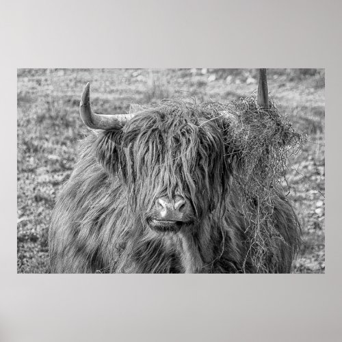 Beautiful Scottish Highland cow Poster