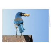 Beautiful Scrub Jay Bird (Front Horizontal)