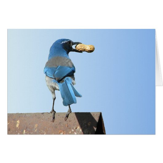 Beautiful Scrub Jay Bird Cards (Front Horizontal)