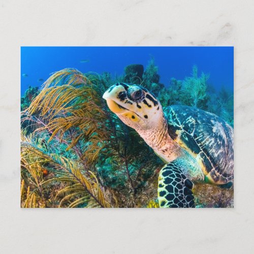 Beautiful Sea Turtle and Marine Life  Postcard