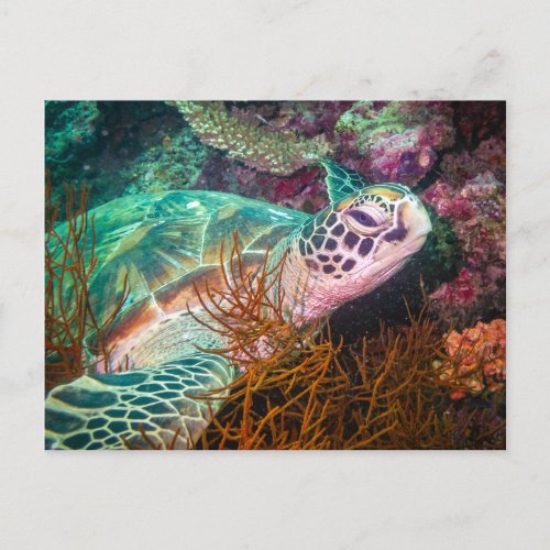 Beautiful Sea Turtle and Marine Plants Postcard