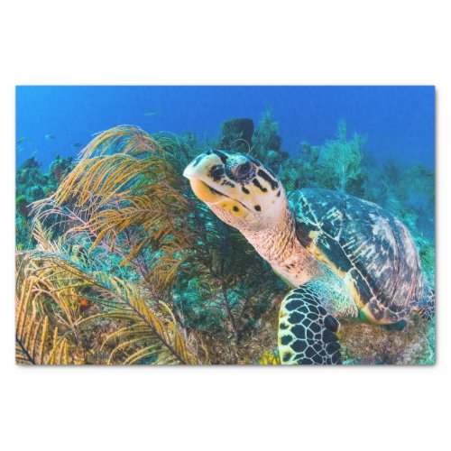 Beautiful Sea Turtle Marine Aquatic Life  Tissue Paper