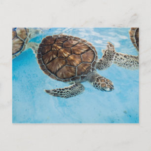 Beautiful sea turtle postcard